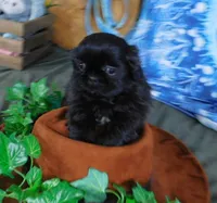 Kadett=Easy Going, a male Shih Tzu for sale in Sanford, NC – Photo 3 of 10