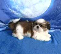 Tucker, a male Shih Tzu for sale in Sanford, NC – Photo 2 of 2