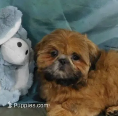 Jazzi's Little Jazz – Shih Tzu puppy for sale in Sanford, NC