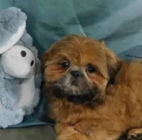 Jazzi's Little Jazz--see VIDEO, a female Shih Tzu for sale in Sanford, NC – 1 of 9