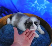 Silver Blue, a male Shih Tzu for sale in Sanford, NC – Photo 5 of 5