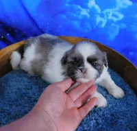 Silver Blue, a male Shih Tzu for sale in Sanford, NC – Photo 1 of 5
