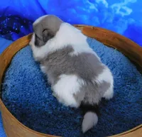 Silver Blue, a male Shih Tzu for sale in Sanford, NC – Photo 3 of 5