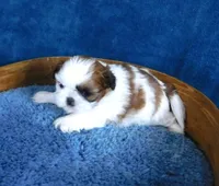 Jelly Bean, a female Shih Tzu for sale in Sanford, NC – Photo 1 of 2