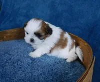 Jelly Bean, a female Shih Tzu for sale in Sanford, NC – Photo 2 of 2