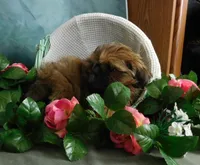 Jazzi's Little Jazz, a female Shih Tzu for sale in Sanford, NC – 4 of 6