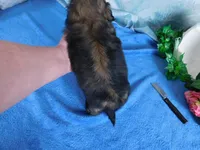 Queenie, a female Shih Tzu for sale in Sanford, NC – Photo 2 of 7