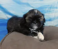 Queenie, a female Shih Tzu for sale in Sanford, NC – Photo 5 of 7