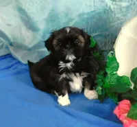 Queenie, a female Shih Tzu for sale in Sanford, NC – Photo 1 of 7
