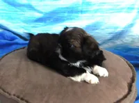 Queenie, a female Shih Tzu for sale in Sanford, NC – Photo 3 of 7