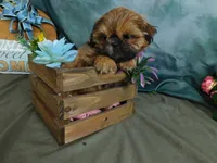 Jazzi's Little Jazz, a female Shih Tzu for sale in Sanford, NC – 5 of 6