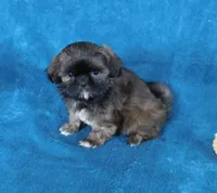 NIfty--See Video, a male Shih Tzu for sale in Sanford, NC – Photo 1 of 5