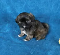 NIfty--See Video, a male Shih Tzu for sale in Sanford, NC – Photo 3 of 5