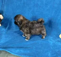 NIfty--See Video, a male Shih Tzu for sale in Sanford, NC – Photo 2 of 5