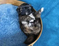 NIfty--See Video, a male Shih Tzu for sale in Sanford, NC – Photo 5 of 5