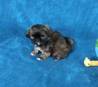NIfty--See Video, a male Shih Tzu for sale in Sanford, NC – Photo 4 of 5