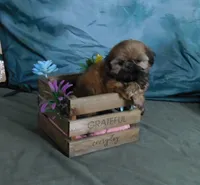 Jayne, a female Shih Tzu for sale in Sanford, NC – Photo 2 of 4