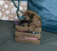 Jayne, a female Shih Tzu for sale in Sanford, NC – Photo 3 of 4