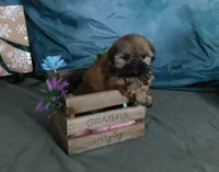 Jayne, a female Shih Tzu for sale in Sanford, NC – Photo 4 of 4