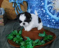 Kissy-See Video, a female Shih Tzu for sale in Sanford, NC – Photo 8 of 10