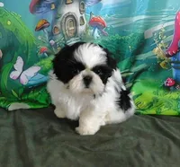 Kissy-See Video, a female Shih Tzu for sale in Sanford, NC – Photo 4 of 10