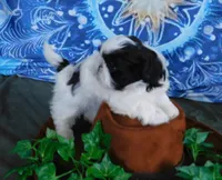 Kissy-See Video, a female Shih Tzu for sale in Sanford, NC – Photo 10 of 10
