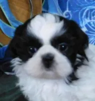 Kissy-See Video, a female Shih Tzu for sale in Sanford, NC – Photo 6 of 10