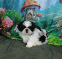 Kissy-See Video, a female Shih Tzu for sale in Sanford, NC – Photo 5 of 10