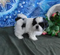 Kissy-See Video, a female Shih Tzu for sale in Sanford, NC – Photo 3 of 10