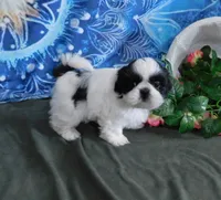 Kissy-See Video, a female Shih Tzu for sale in Sanford, NC – Photo 9 of 10