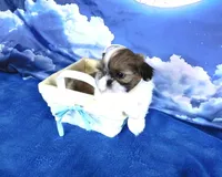 Jax--See Video, a male Shih Tzu for sale in Sanford, NC – Photo 2 of 5