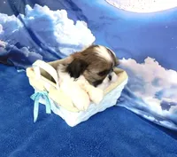 Jax--See Video, a male Shih Tzu for sale in Sanford, NC – Photo 3 of 5