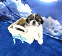 Jax--See Video, a male Shih Tzu for sale in Sanford, NC – Photo 1 of 5