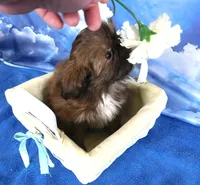 Nugget--See Video, a female Shih Tzu for sale in Sanford, NC – Photo 6 of 6