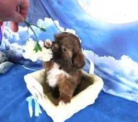 Nugget--See Video, a female Shih Tzu for sale in Sanford, NC – Photo 4 of 6