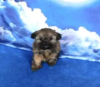 Jena, a female Shih Tzu for sale in Sanford, NC – Photo 1 of 4