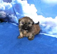 Jena, a female Shih Tzu for sale in Sanford, NC – Photo 3 of 4