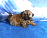 Jena, a female Shih Tzu for sale in Sanford, NC – Photo 2 of 4