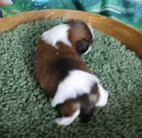 Little Rooster, a male Shih Tzu for sale in Sanford, NC – Photo 3 of 4