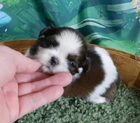 Little Rooster, a male Shih Tzu for sale in Sanford, NC – Photo 1 of 4