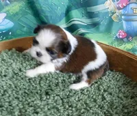 Little Rooster, a male Shih Tzu for sale in Sanford, NC – Photo 4 of 4