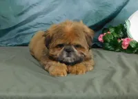 Jazzi's Little Jazz--see VIDEO, a female Shih Tzu for sale in Sanford, NC – 2 of 9