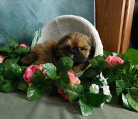 Jazzi's Little Jazz, a female Shih Tzu for sale in Sanford, NC – 3 of 6