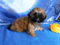 Lil' Squirt, a female Shih Tzu for sale in Sanford, NC – Photo 8 of 9