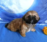 Lil' Squirt, a female Shih Tzu for sale in Sanford, NC – Photo 7 of 9