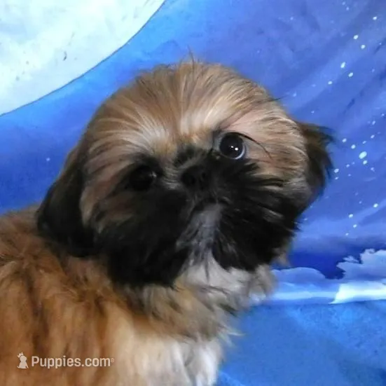 Lil' Squirt, a female Shih Tzu for sale in Sanford, NC – Photo 1 of 9