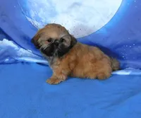 Lil' Squirt, a female Shih Tzu for sale in Sanford, NC – Photo 5 of 9