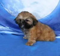 Lil' Squirt, a female Shih Tzu for sale in Sanford, NC – Photo 9 of 9
