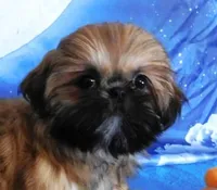 Lil' Squirt, a female Shih Tzu for sale in Sanford, NC – Photo 3 of 9