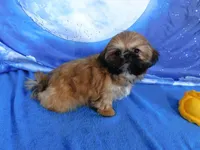 Lil' Squirt, a female Shih Tzu for sale in Sanford, NC – Photo 4 of 9